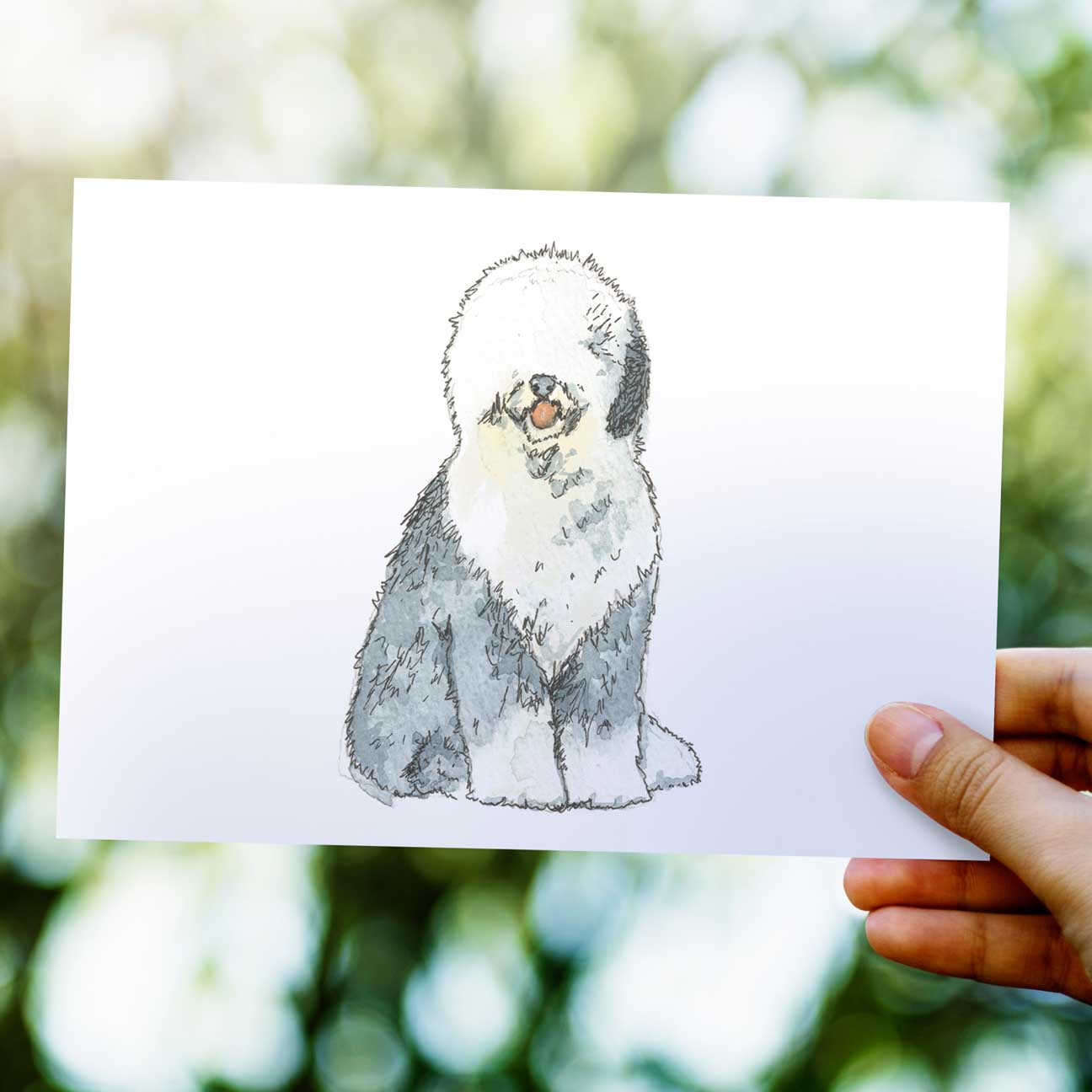Old English Sheepdog