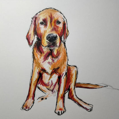 Pet Portrait - hand drawn