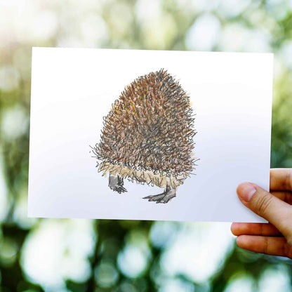 Hedgehog butt