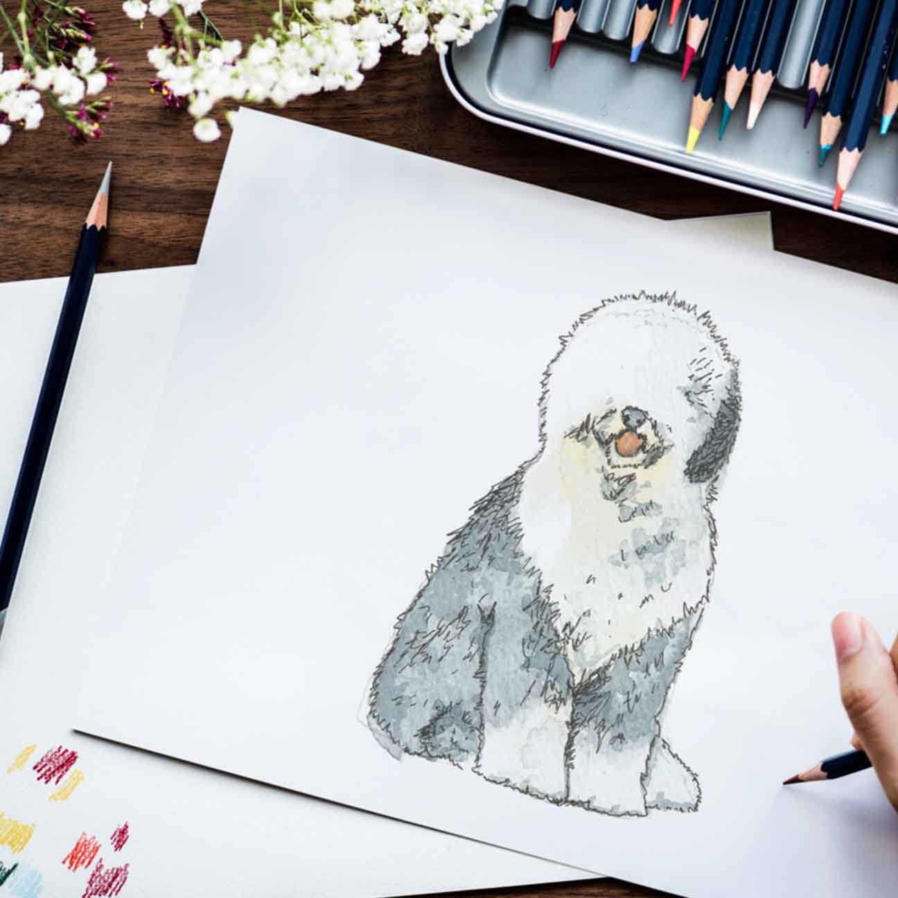 Old English Sheepdog